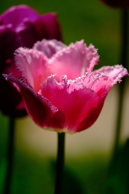 Free download tulip flower petals plant blossom free picture to be edited with GIMP free online image editor