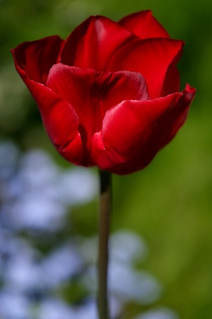 Free download tulip flower petals springtime free picture to be edited with GIMP free online image editor