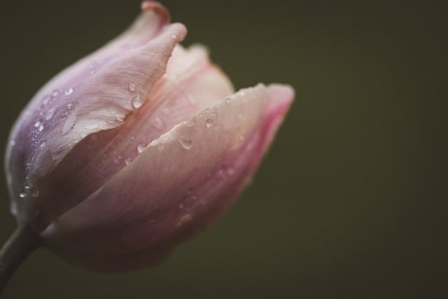 Free download tulip flower pink wet raindrop free picture to be edited with GIMP free online image editor