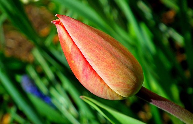 Free download tulip flower pitch spring nature free picture to be edited with GIMP free online image editor