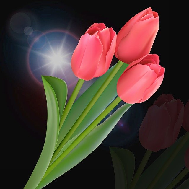 Free download Tulip Flower Plant -  free photo or picture to be edited with GIMP online image editor