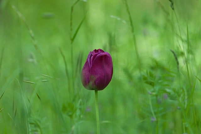 Free download tulip flower plant flora green free picture to be edited with GIMP free online image editor