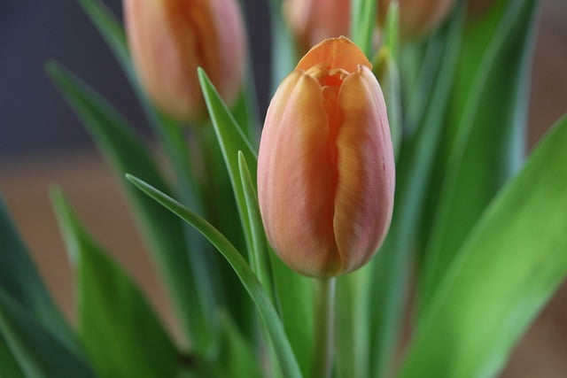 Free download tulip flower plant orange flower free picture to be edited with GIMP free online image editor