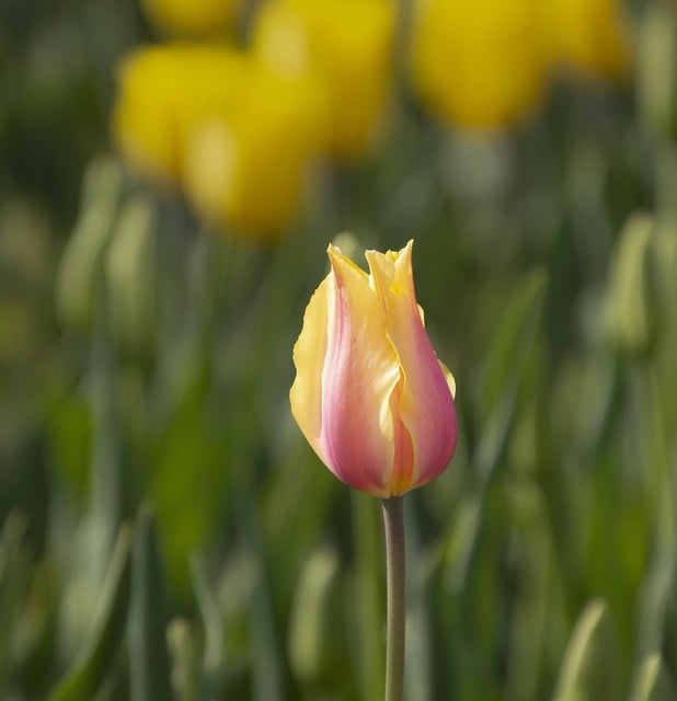 Free download tulip flower plant petals garden free picture to be edited with GIMP free online image editor