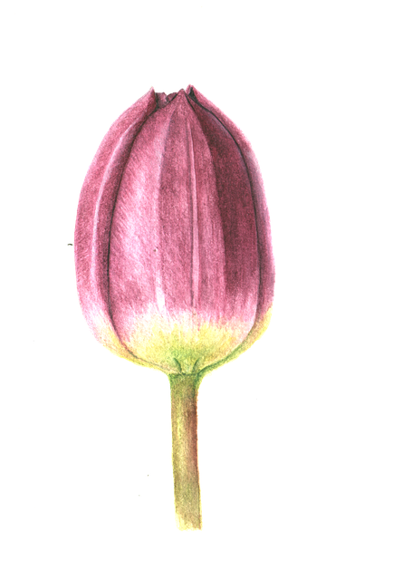 Free download Tulip Flower Purple -  free illustration to be edited with GIMP free online image editor