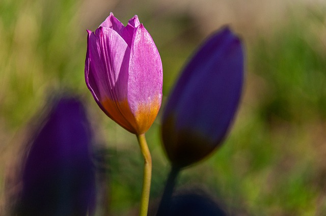 Free download tulip flower purple tulip spring free picture to be edited with GIMP free online image editor