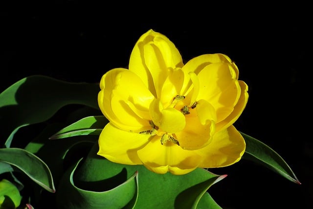 Free download tulip flowers botany yellow spring free picture to be edited with GIMP free online image editor