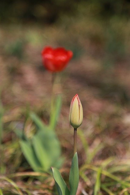 Free download Tulip Flowers Bud -  free photo or picture to be edited with GIMP online image editor