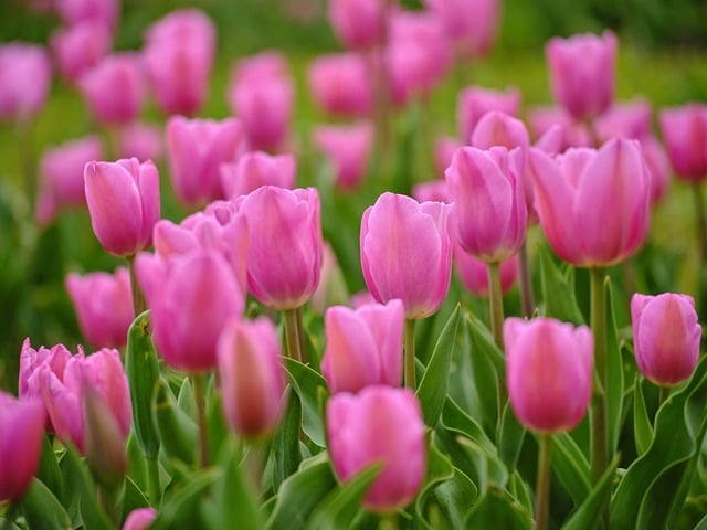 Free download tulip flowers herb nature pink free picture to be edited with GIMP free online image editor