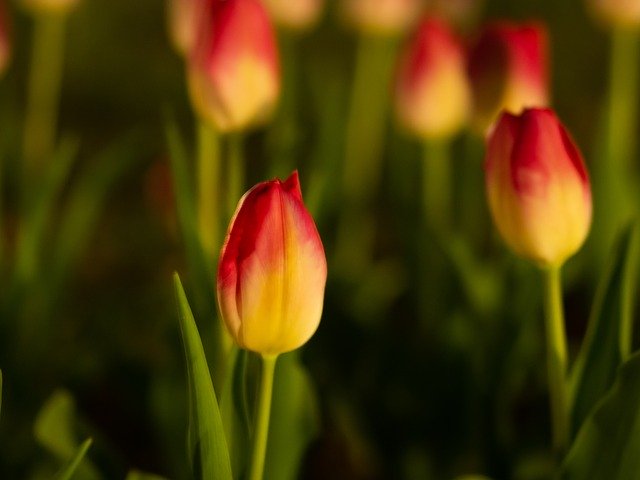 Free download Tulip Flowers Night -  free photo or picture to be edited with GIMP online image editor