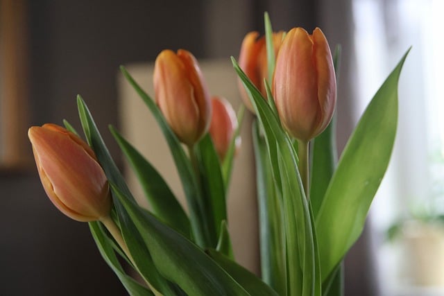 Free download tulip flowers plants orange flowers free picture to be edited with GIMP free online image editor