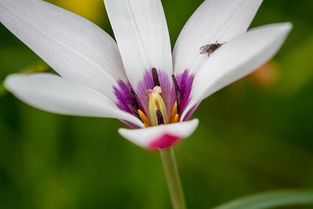 Free download tulip flower tulipa clusiana pistil free picture to be edited with GIMP free online image editor