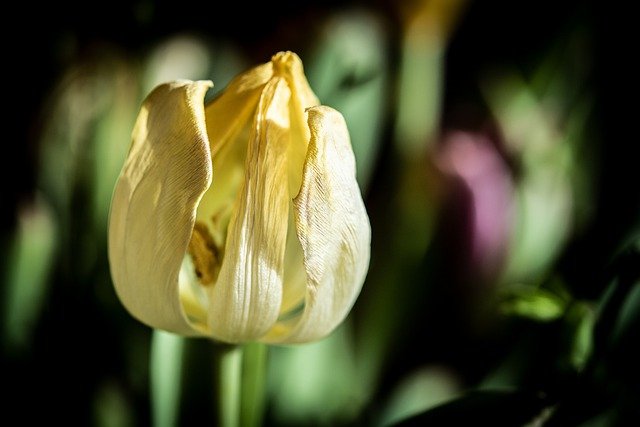 Free download tulip flower yellow flower petals free picture to be edited with GIMP free online image editor