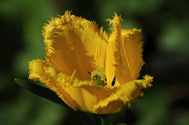 Free download tulip flower yellow garden spring free picture to be edited with GIMP free online image editor