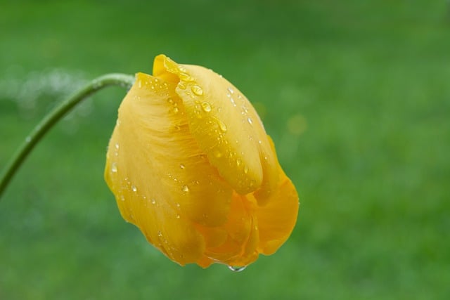 Free download tulip flower yellow raindrop free picture to be edited with GIMP free online image editor