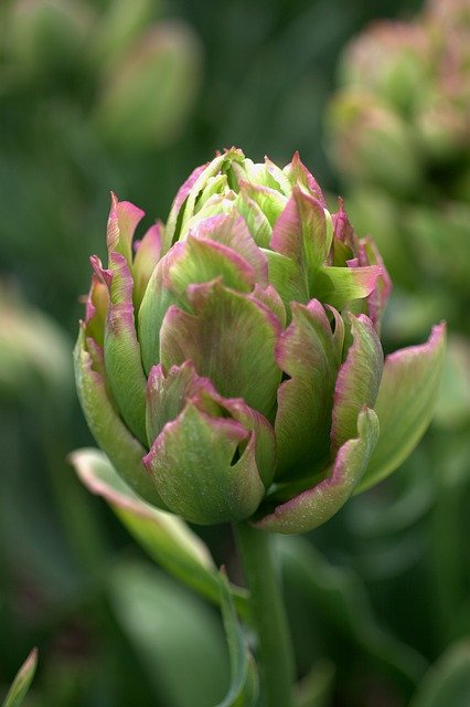 Free download Tulip Green Pink -  free photo or picture to be edited with GIMP online image editor