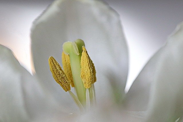 Free download Tulip Inflorescence Plant Close -  free photo or picture to be edited with GIMP online image editor