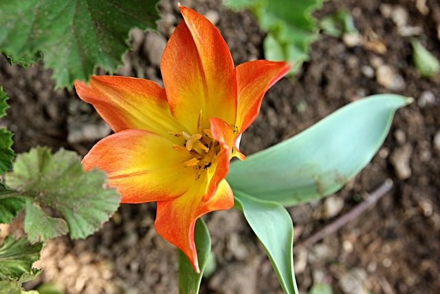 Free download tulip orange tulip beautiful free picture to be edited with GIMP free online image editor