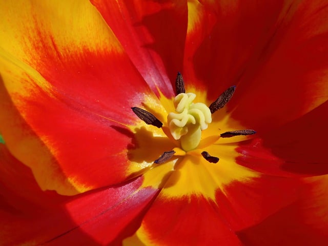 Free download tulip petals spring close up free picture to be edited with GIMP free online image editor