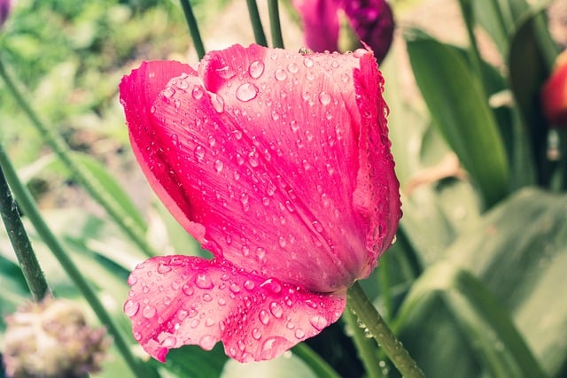 Free download tulip pink flower garden free picture to be edited with GIMP free online image editor