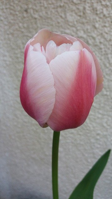 Free download Tulip Pink Spring -  free photo or picture to be edited with GIMP online image editor