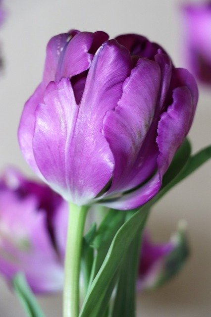 Free download Tulip Purple Bright -  free photo or picture to be edited with GIMP online image editor