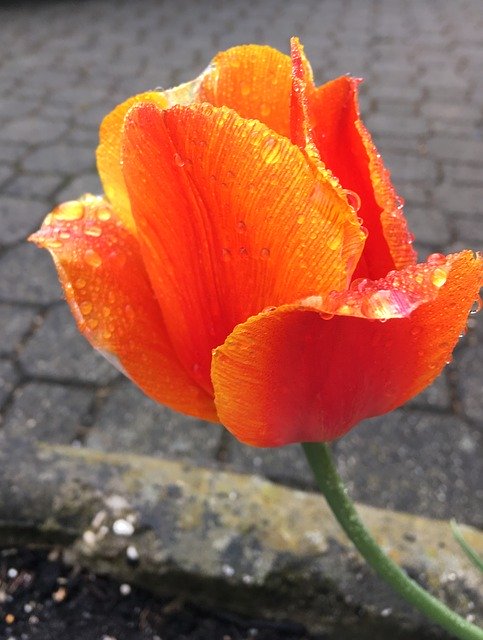 Free download Tulip Rain Red -  free photo or picture to be edited with GIMP online image editor