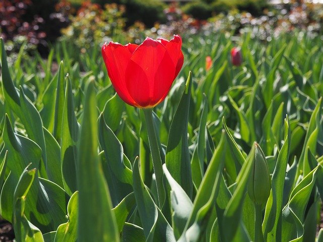 Free download Tulip Red Bloom -  free photo or picture to be edited with GIMP online image editor