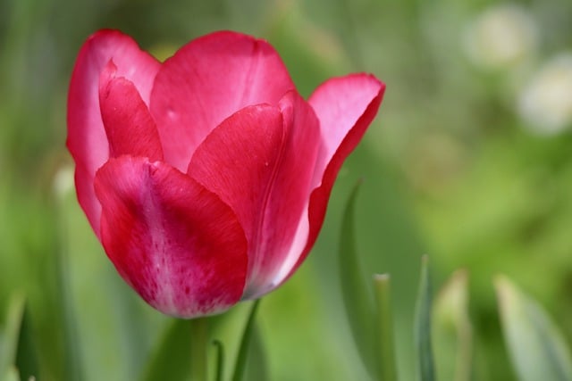 Free download tulip red flower petals blossom free picture to be edited with GIMP free online image editor