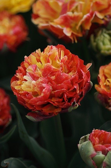 Free download Tulip Red Orange -  free photo or picture to be edited with GIMP online image editor