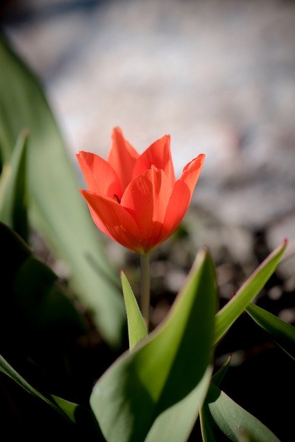 Free download Tulip Red Small -  free photo or picture to be edited with GIMP online image editor