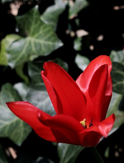 Free download Tulip Red Spring Flower -  free photo or picture to be edited with GIMP online image editor