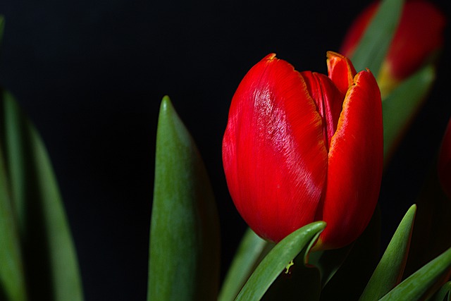 Free download tulip red tulip blooming flower free picture to be edited with GIMP free online image editor