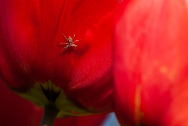 Free download tulip red tulip spider flower free picture to be edited with GIMP free online image editor