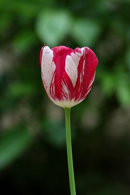 Free download Tulip Red White -  free photo or picture to be edited with GIMP online image editor