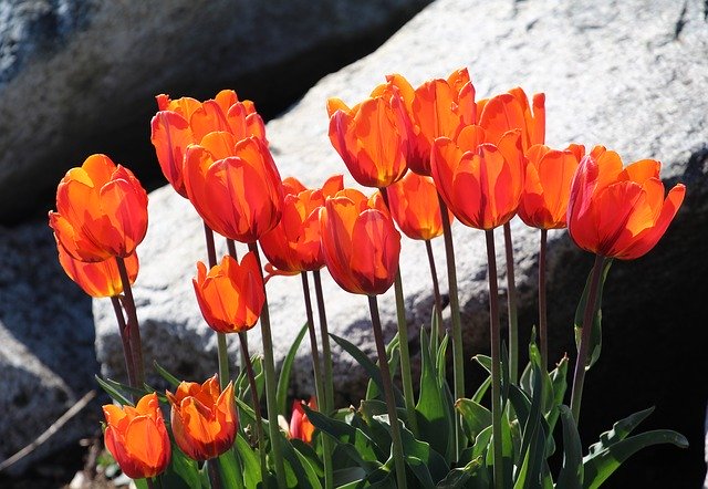 Free download Tulips Easter Orange -  free photo or picture to be edited with GIMP online image editor