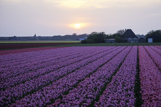 Free download Tulips Field Farmland -  free photo or picture to be edited with GIMP online image editor