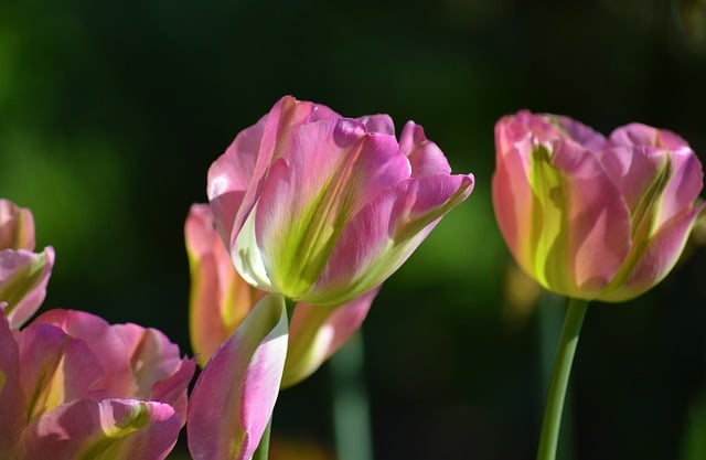 Free download tulips flower blooms spring flowers free picture to be edited with GIMP free online image editor