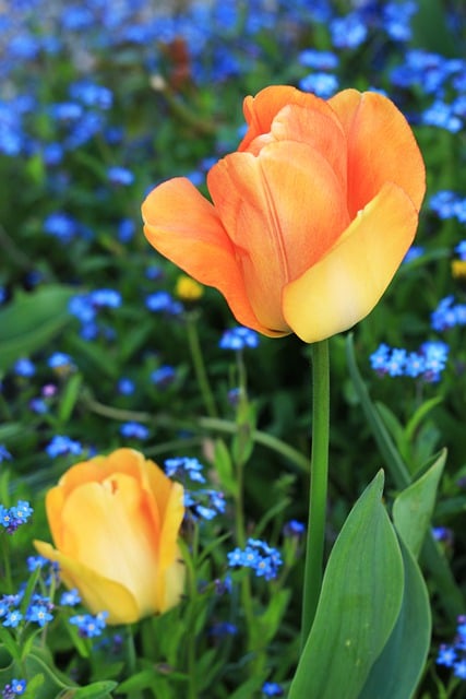 Free download tulips flower blossom bloom garden free picture to be edited with GIMP free online image editor