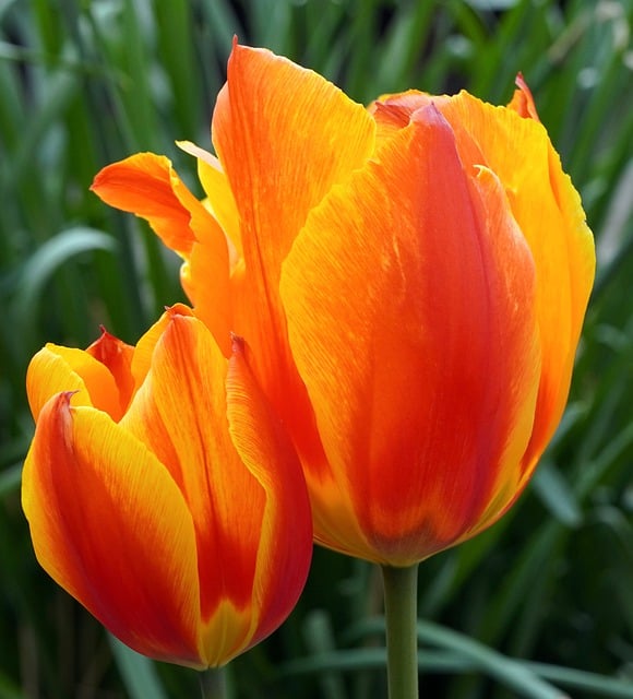 Free download tulips flower blossom bloom petals free picture to be edited with GIMP free online image editor