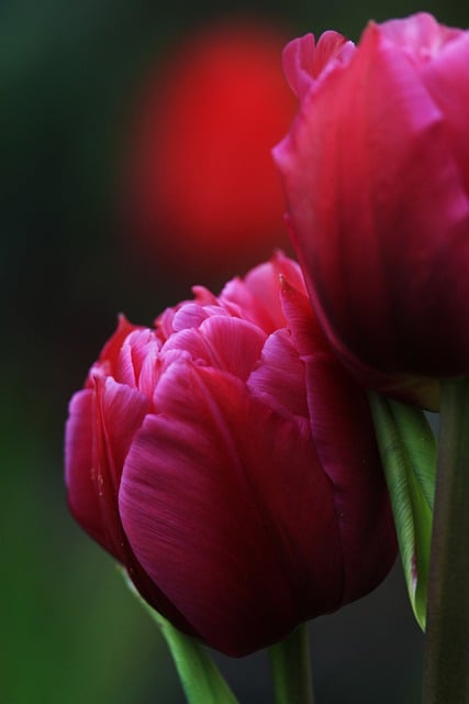 Free download tulips flower early bloomer spring free picture to be edited with GIMP free online image editor