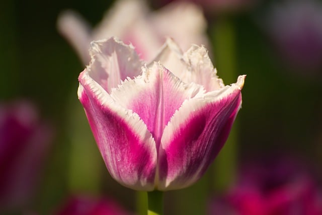 Free download tulips flower plant pink flower free picture to be edited with GIMP free online image editor