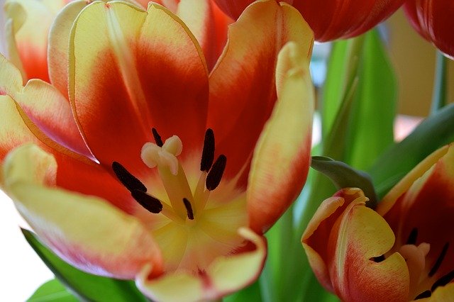 Free download Tulips Flowers Botanical -  free illustration to be edited with GIMP free online image editor