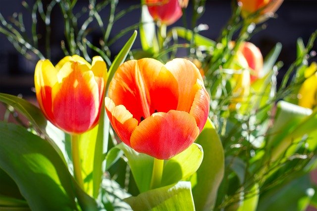 Free download Tulips Flowers Bouquet Spring -  free photo or picture to be edited with GIMP online image editor