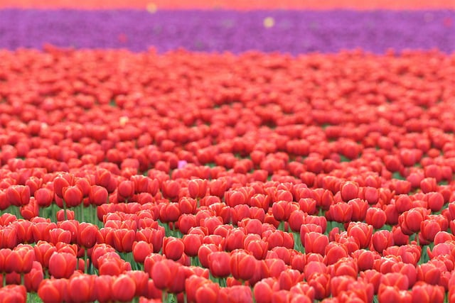 Free download tulips flowers field free picture to be edited with GIMP free online image editor