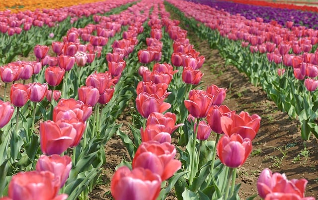 Free download tulips flowers field nature free picture to be edited with GIMP free online image editor