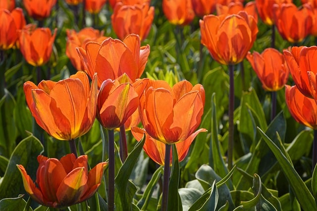 Free download tulips flowers field nature spring free picture to be edited with GIMP free online image editor