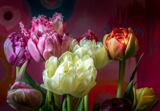 Free download tulips flowers floral wallpaper free picture to be edited with GIMP free online image editor