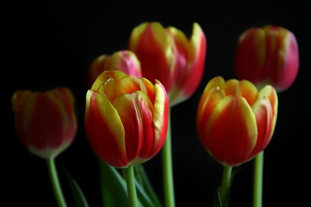 Free download tulips flowers flora plant nature free picture to be edited with GIMP free online image editor