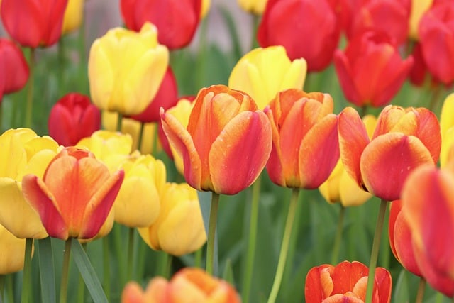 Free download tulips flowers garden nature free picture to be edited with GIMP free online image editor